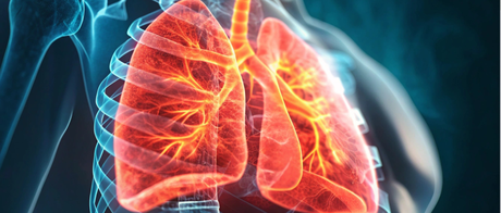 An image of lungs inside a body