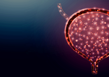 Digital medical illustration of a bladder