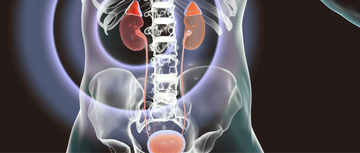 Medical illustration of male kidneys and bladder