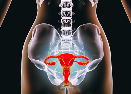 Female reproductive organs